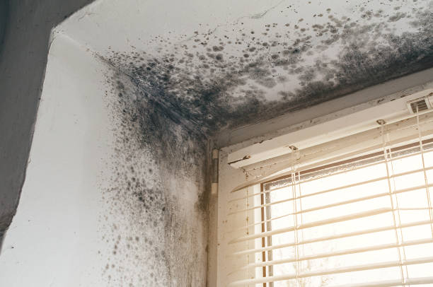 Affordable Mold Cleanup solutions in Bethel, NC